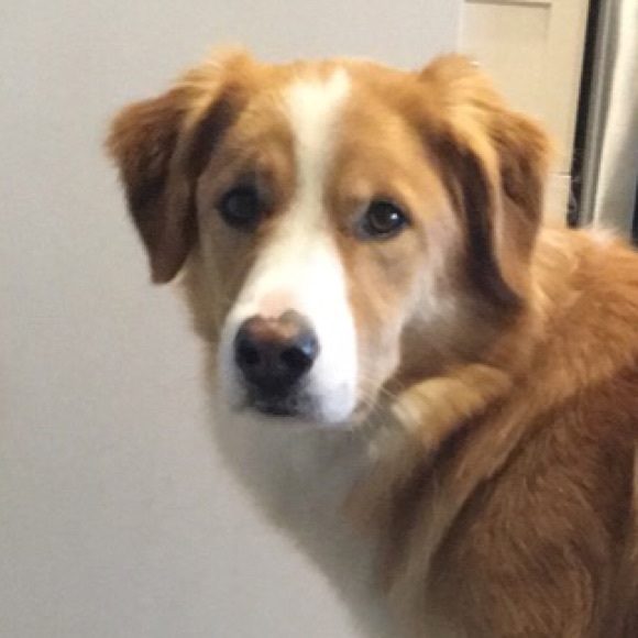 Meet your Posher, Alexa - Picture 1 of 1